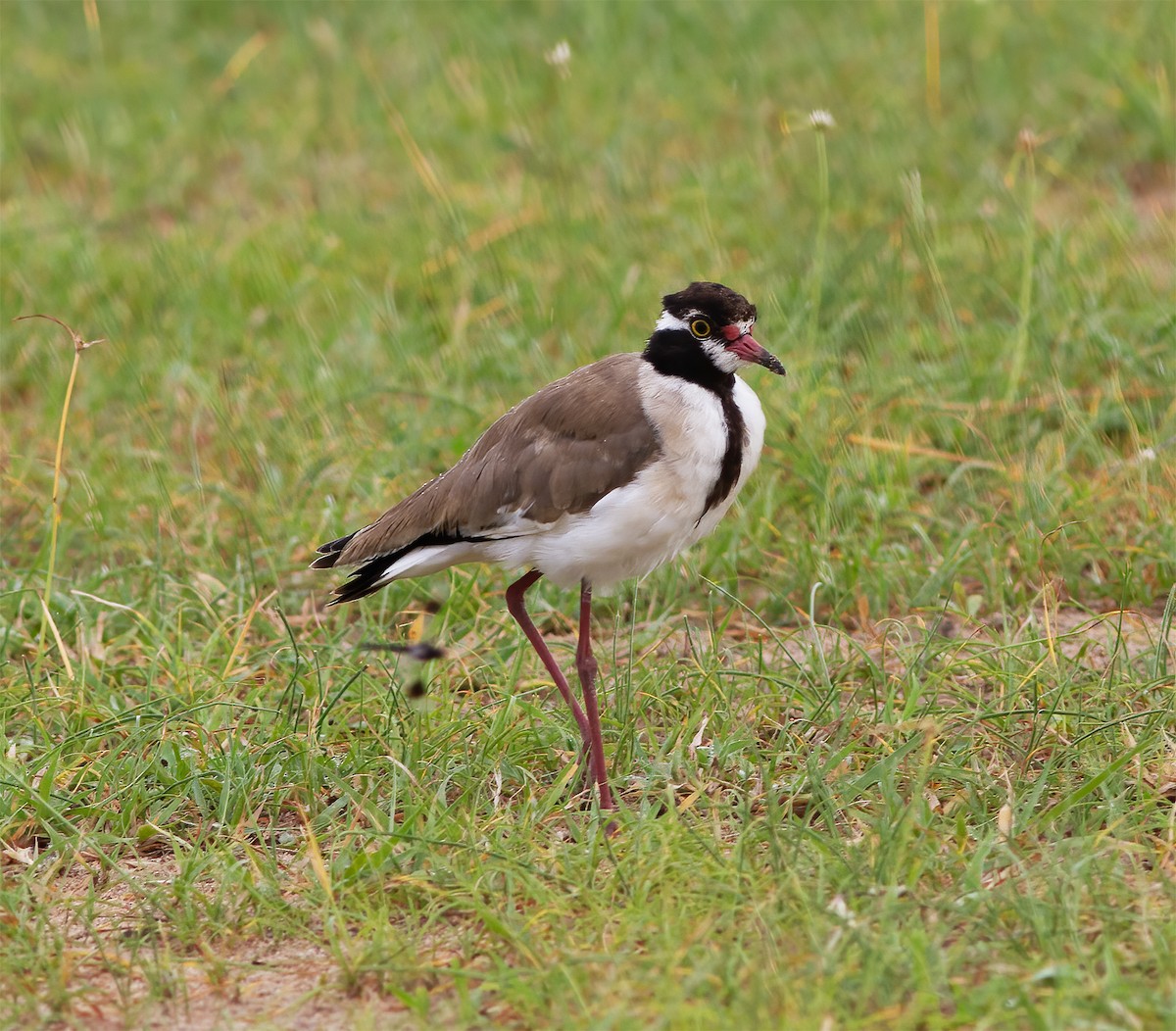 Black-headed Lapwing - ML616592962