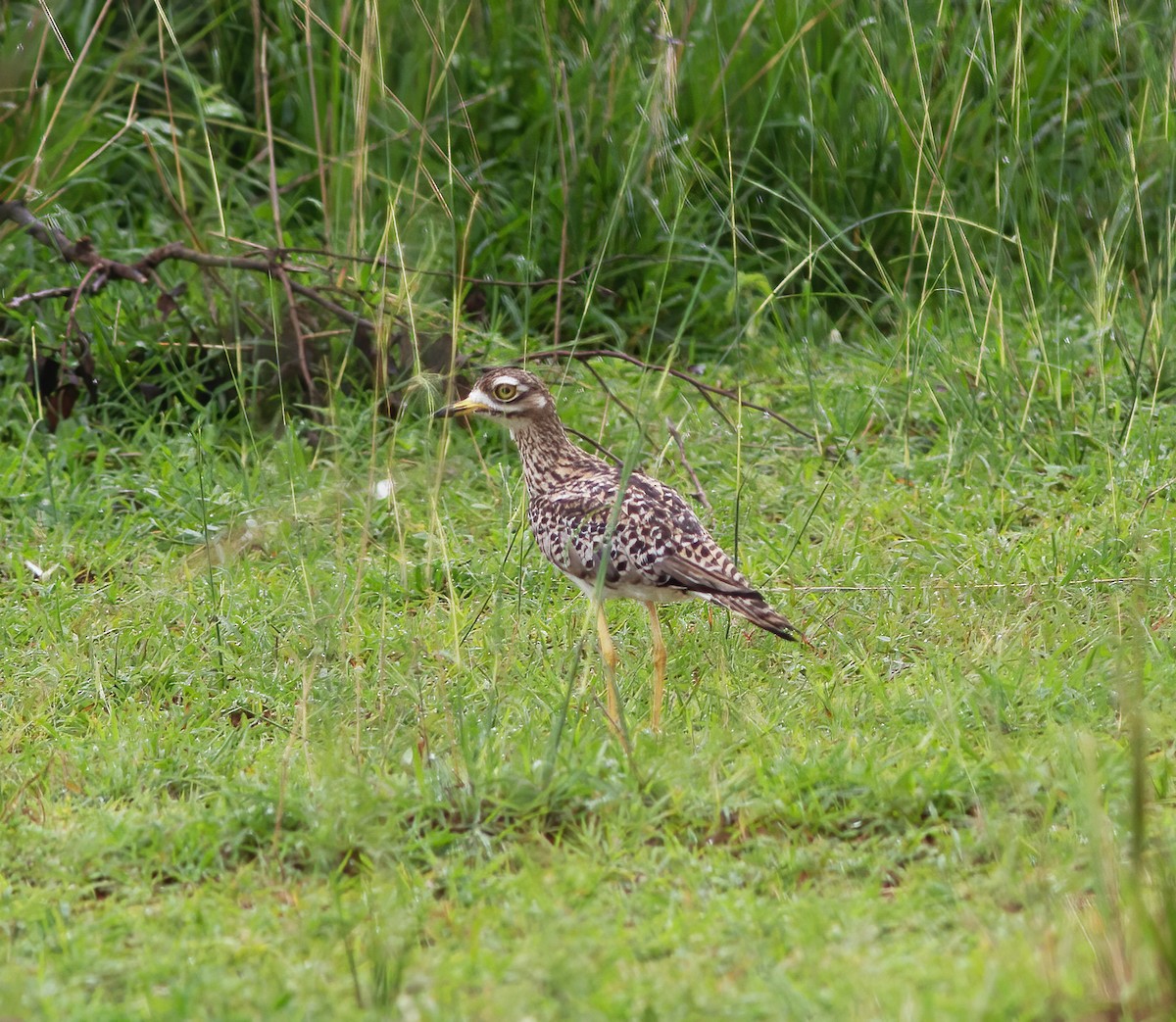 Spotted Thick-knee - Gary Rosenberg