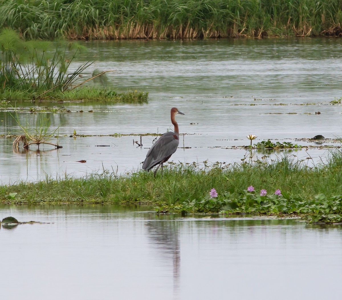 Goliath Heron - Gary Rosenberg