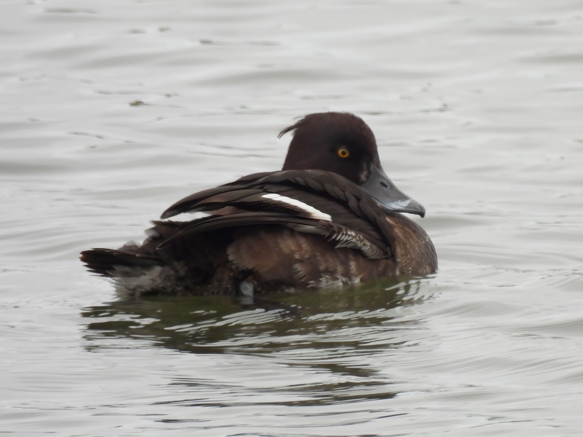 Tufted Duck - ML616593031