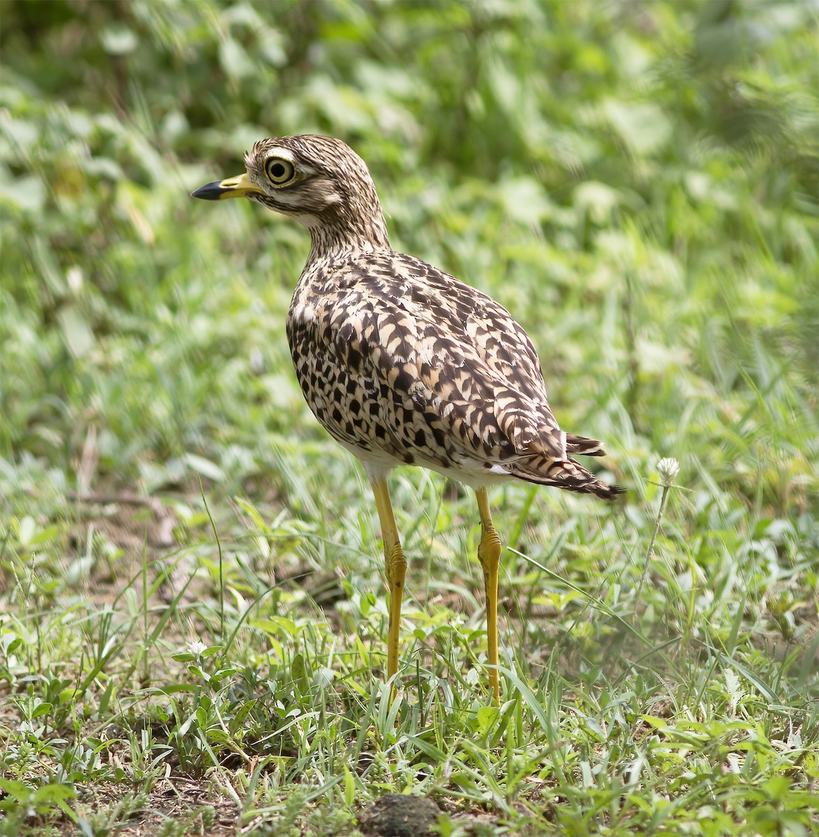 Spotted Thick-knee - Gary Rosenberg