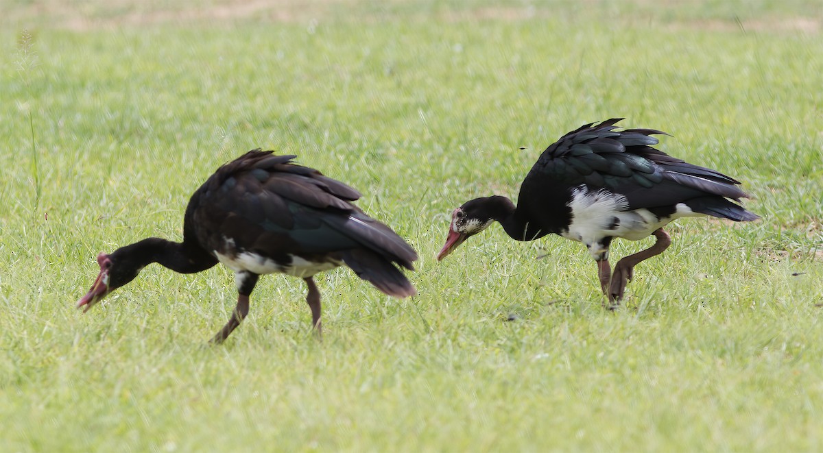 Spur-winged Goose - ML616593052