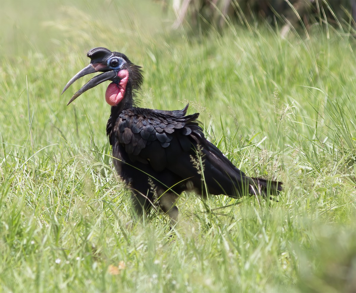 Abyssinian Ground-Hornbill - ML616593071