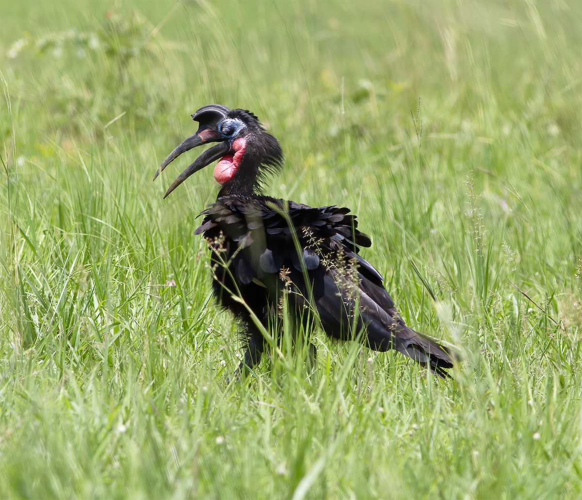 Abyssinian Ground-Hornbill - ML616593072