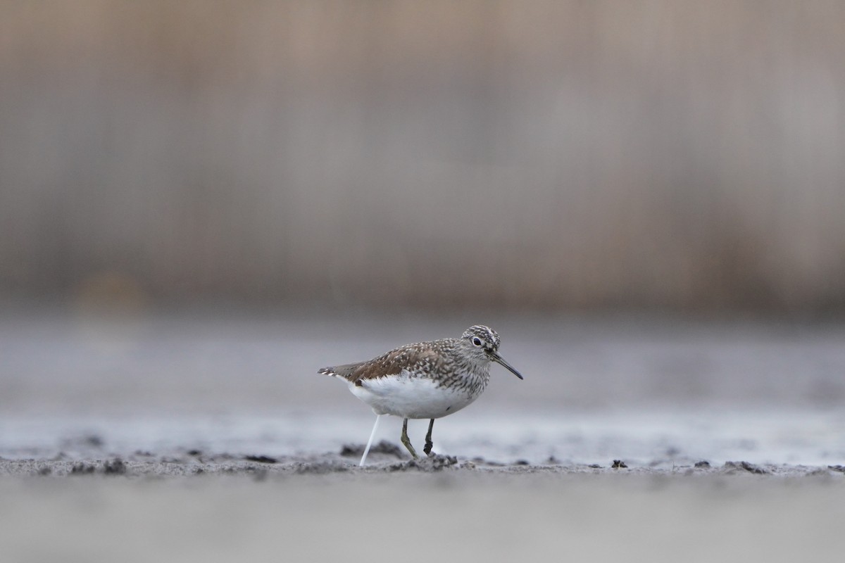 Green Sandpiper - ML616593078