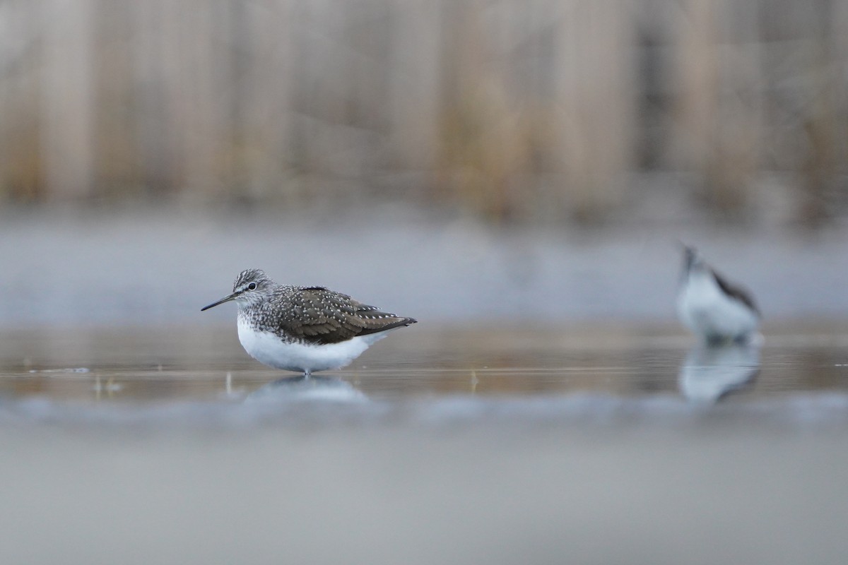 Green Sandpiper - ML616593079