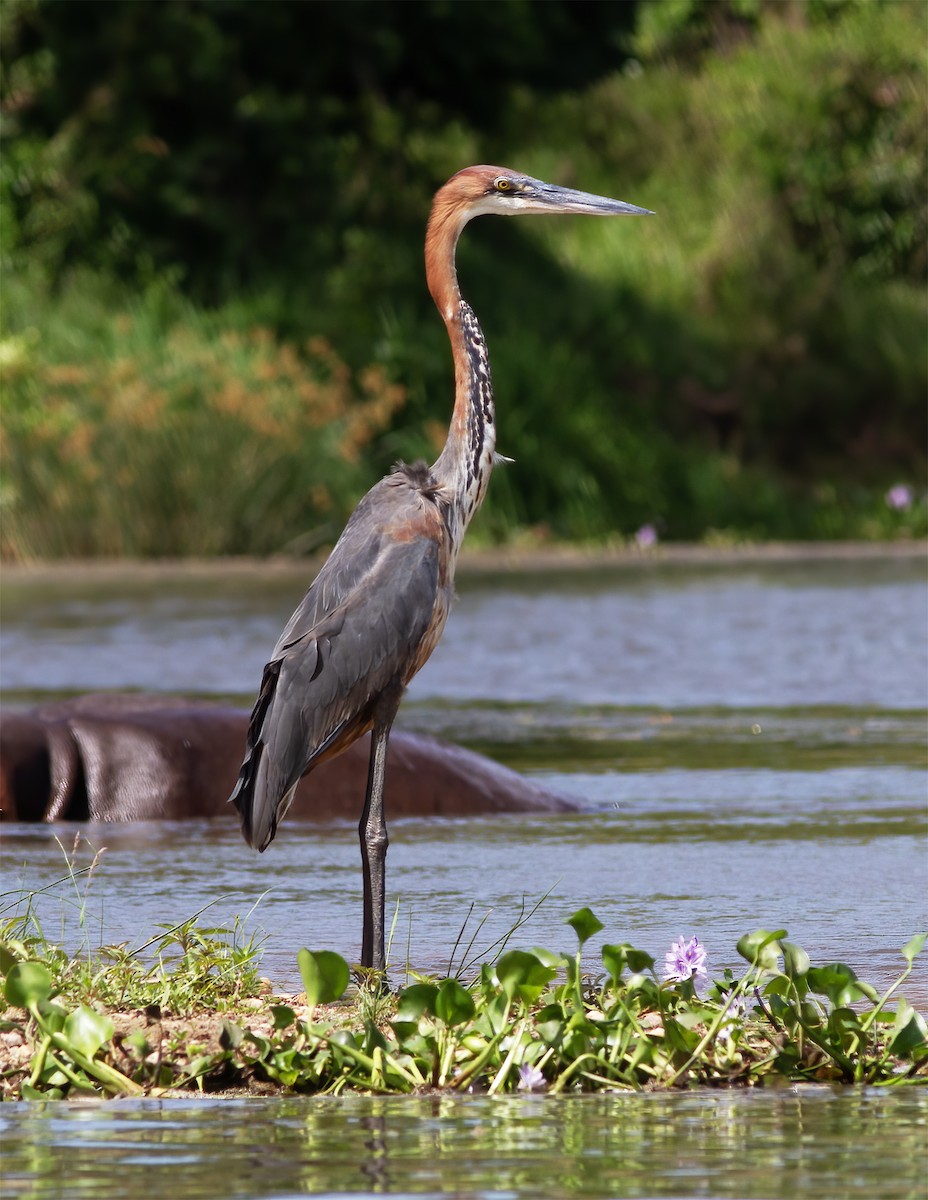 Goliath Heron - ML616593109