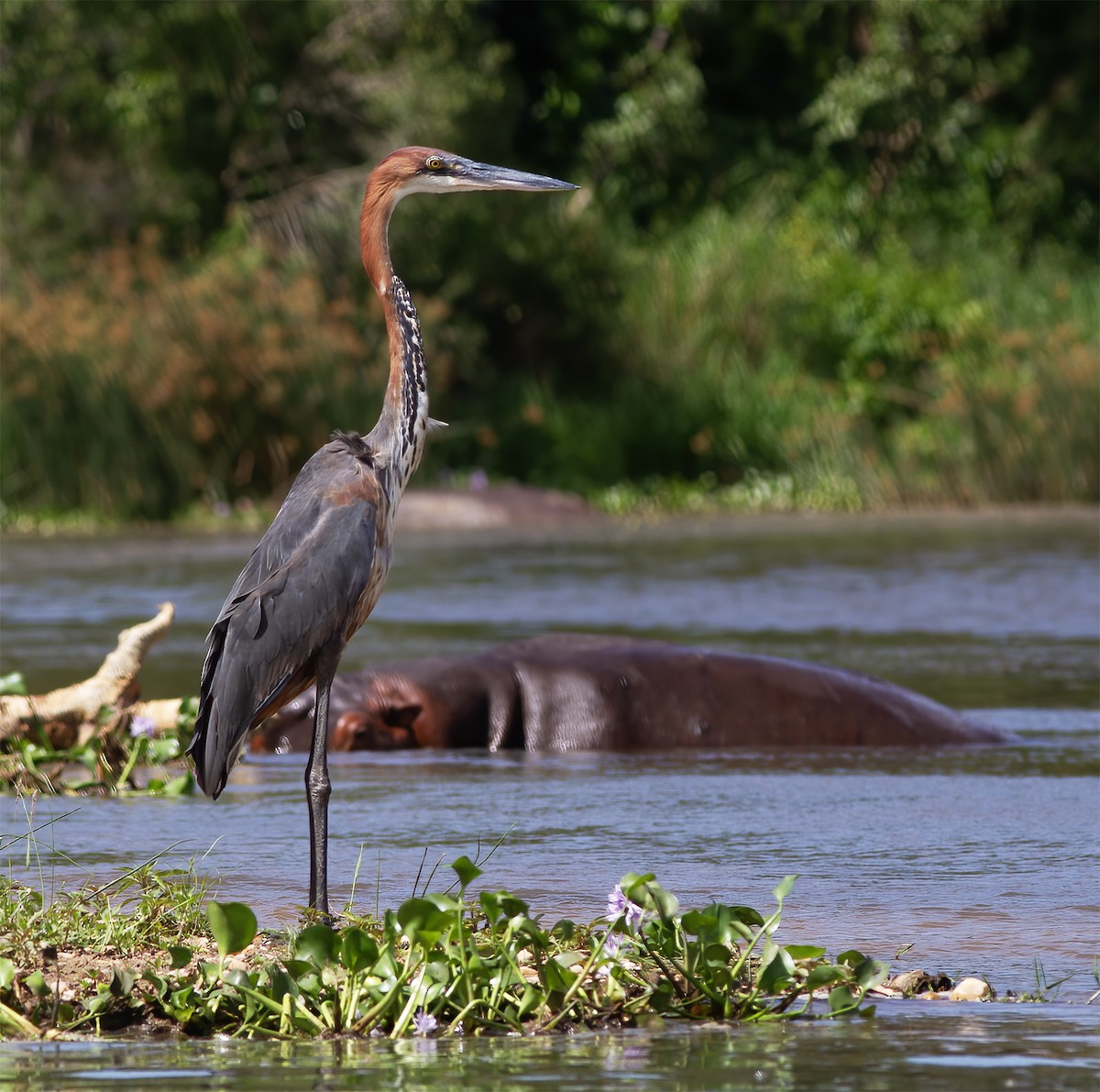 Goliath Heron - ML616593110