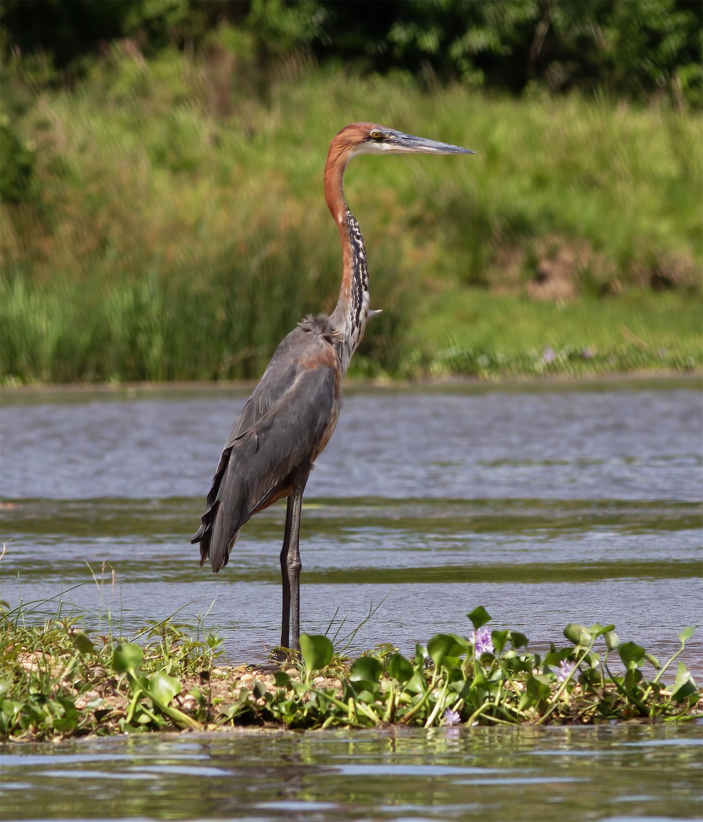 Goliath Heron - ML616593111