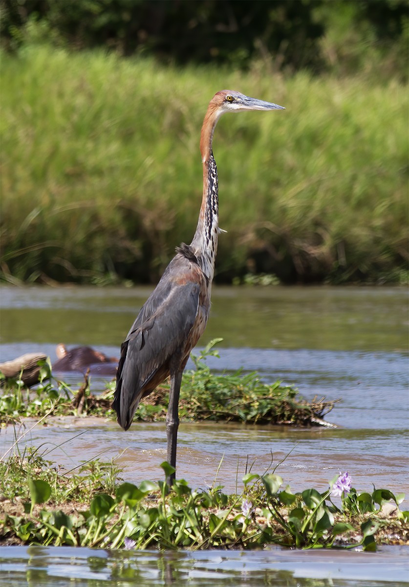 Goliath Heron - ML616593112