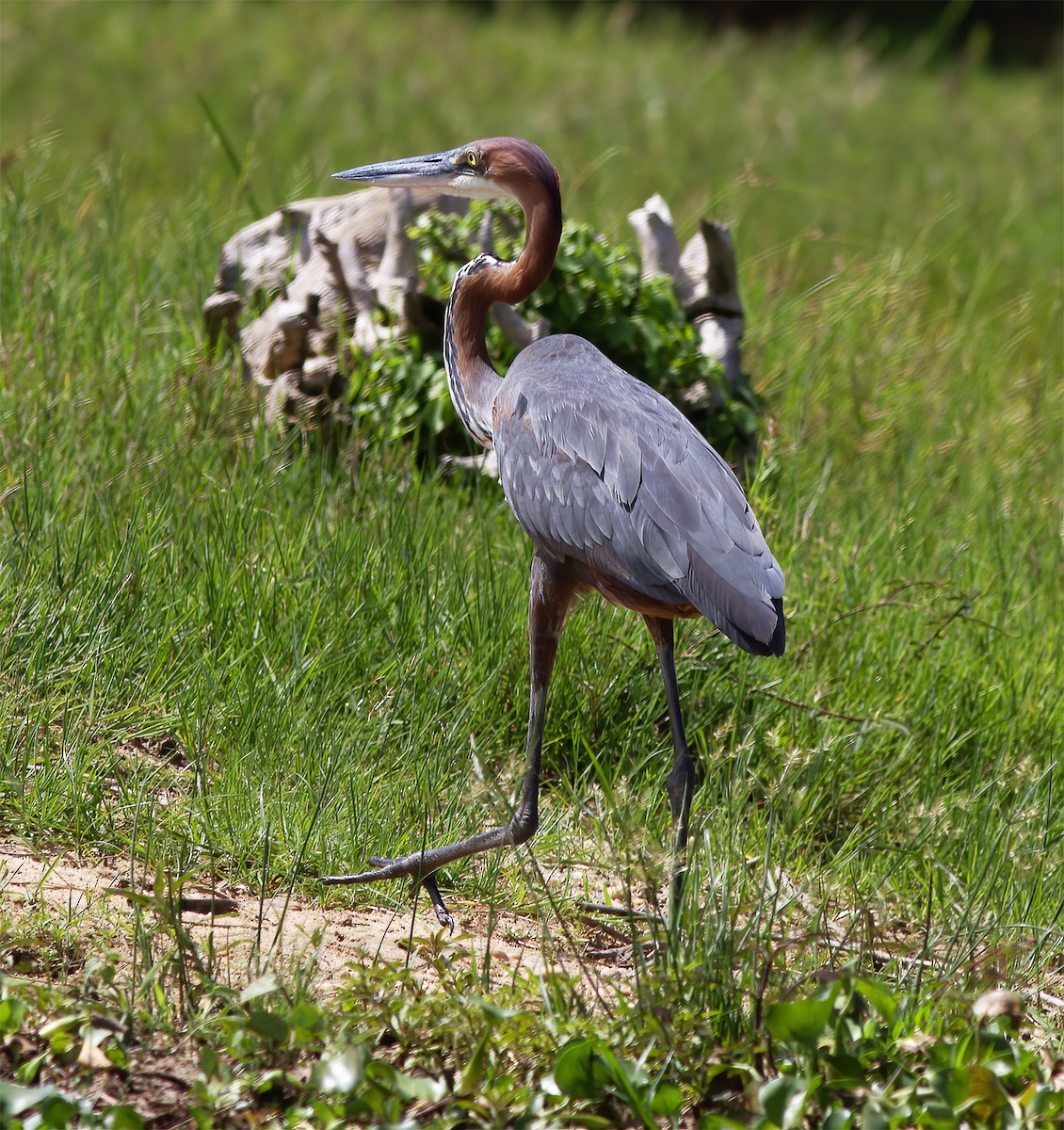 Goliath Heron - ML616593113