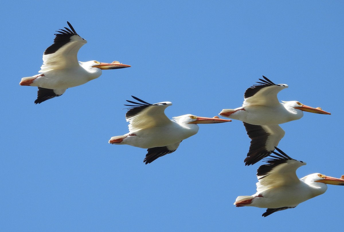 American White Pelican - ML616593122