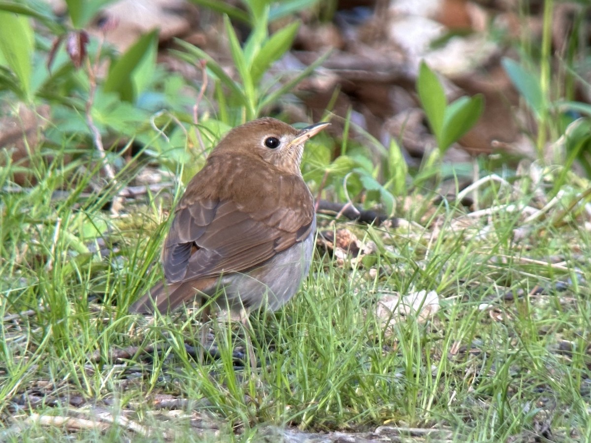 Veery - ML616593144