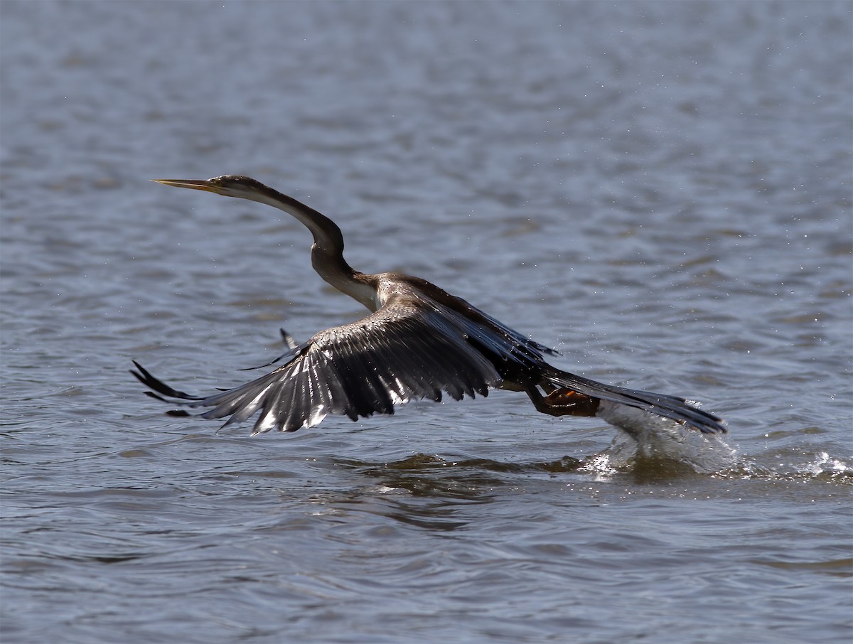 Anhinga d'Afrique - ML616593161