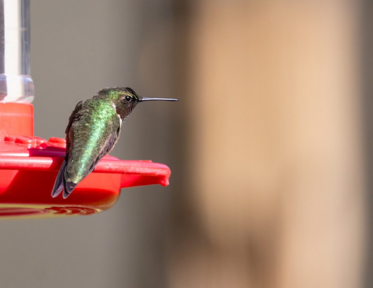 Ruby-throated Hummingbird - ML616593183