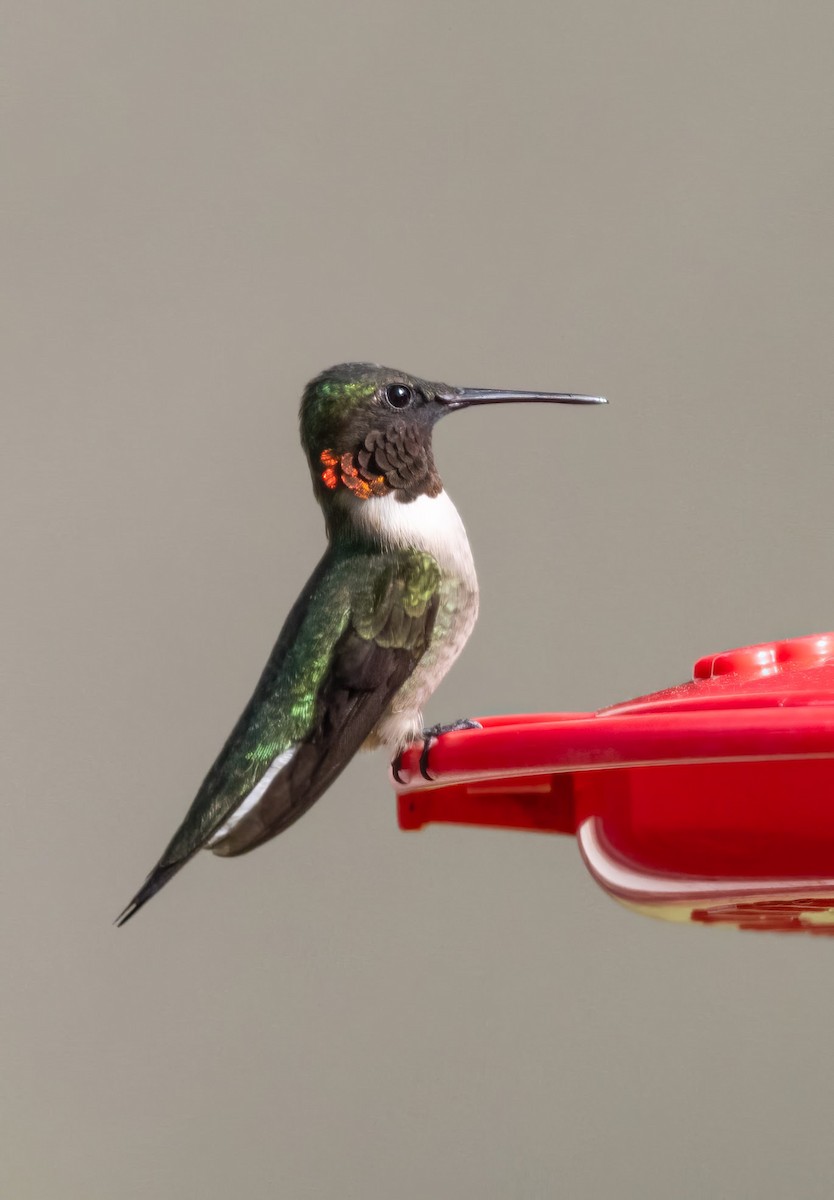 Ruby-throated Hummingbird - Mark Storey