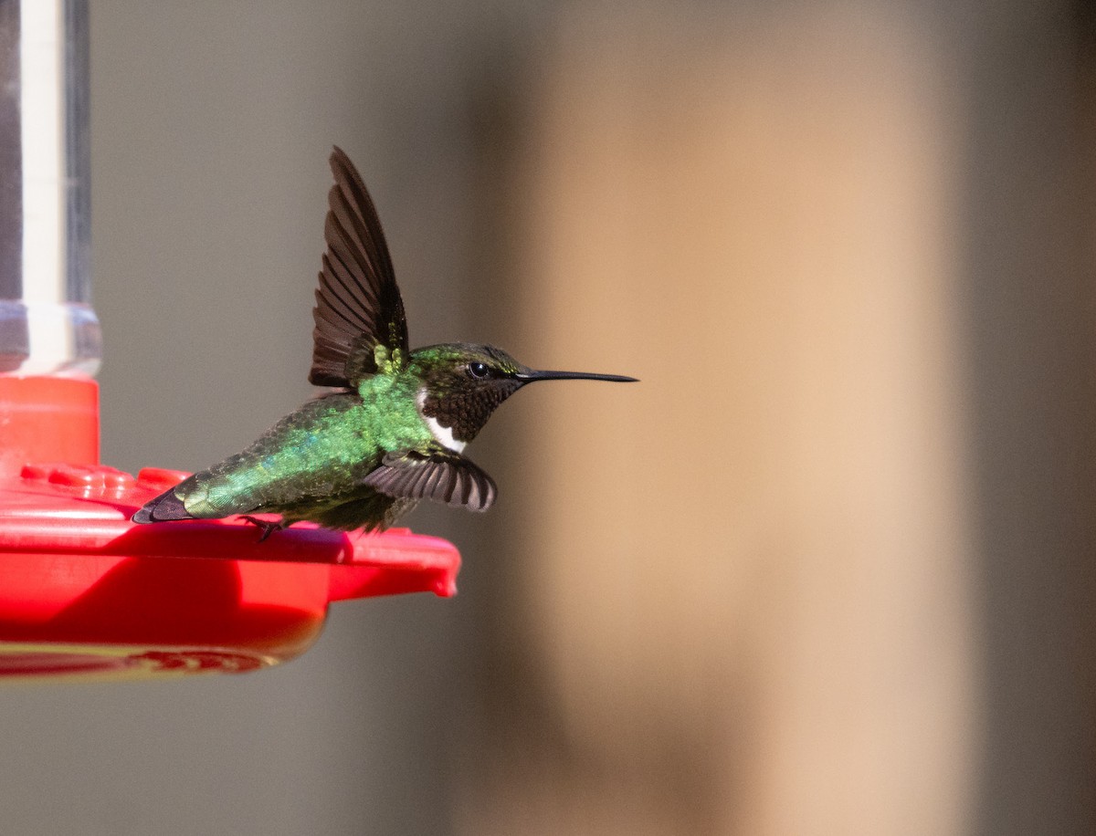 Ruby-throated Hummingbird - ML616593186