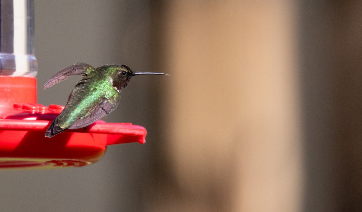 Ruby-throated Hummingbird - ML616593188