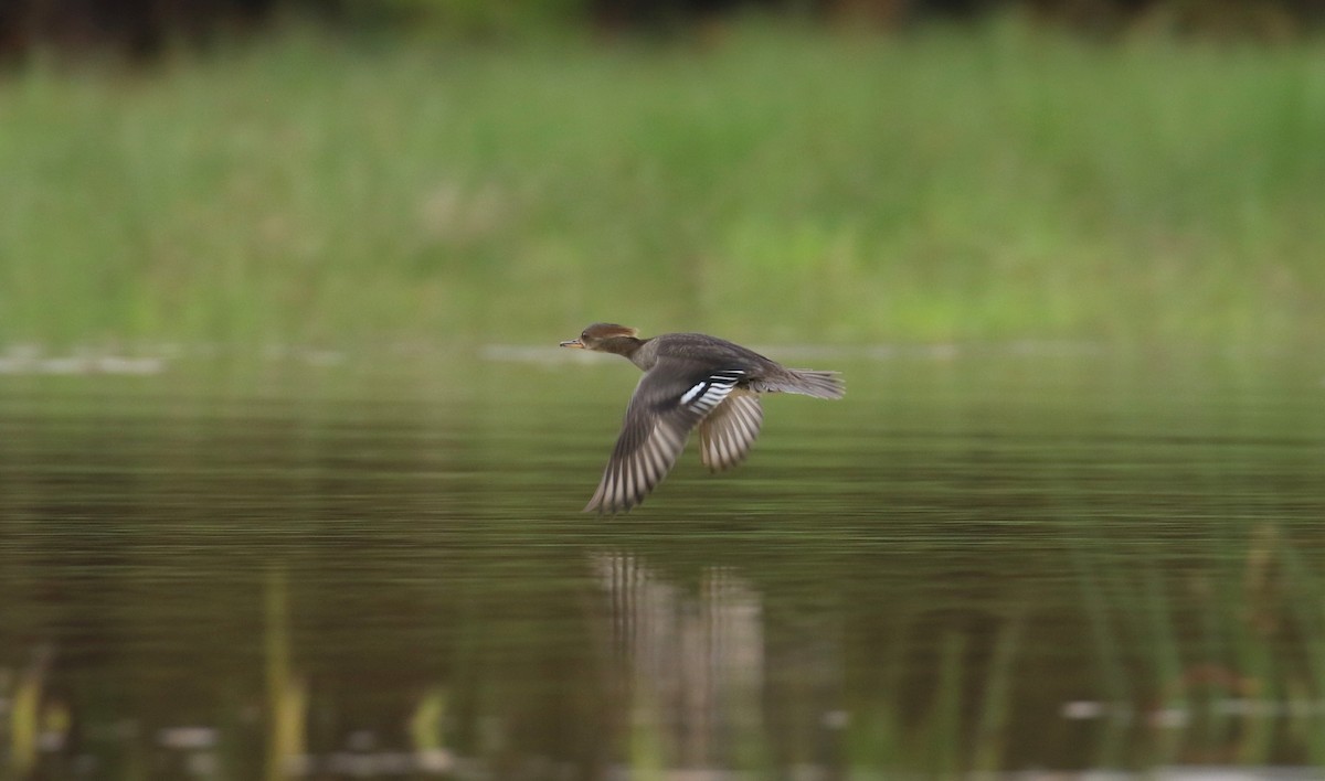 Hooded Merganser - Sujata roy