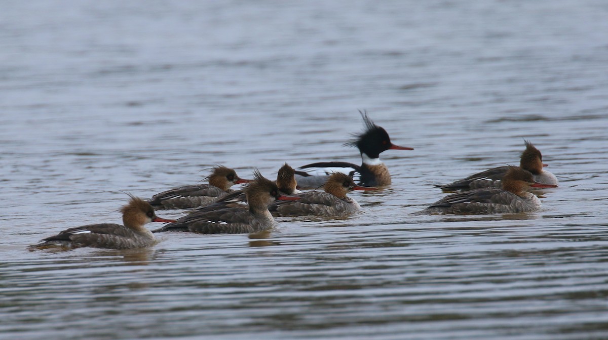Red-breasted Merganser - ML616593223