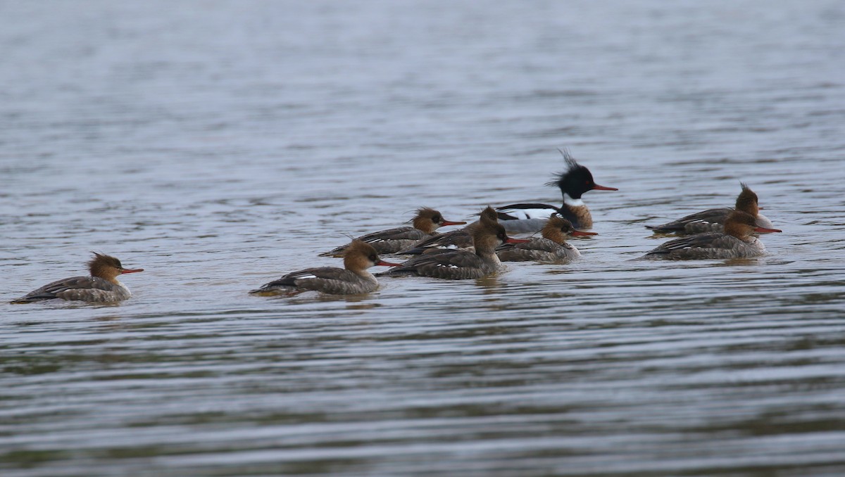 Red-breasted Merganser - ML616593224