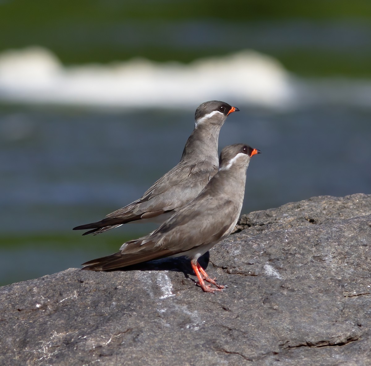 Rock Pratincole - ML616593233