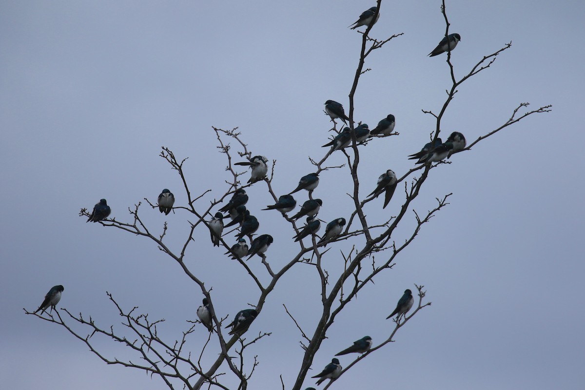 Tree Swallow - ML616593257