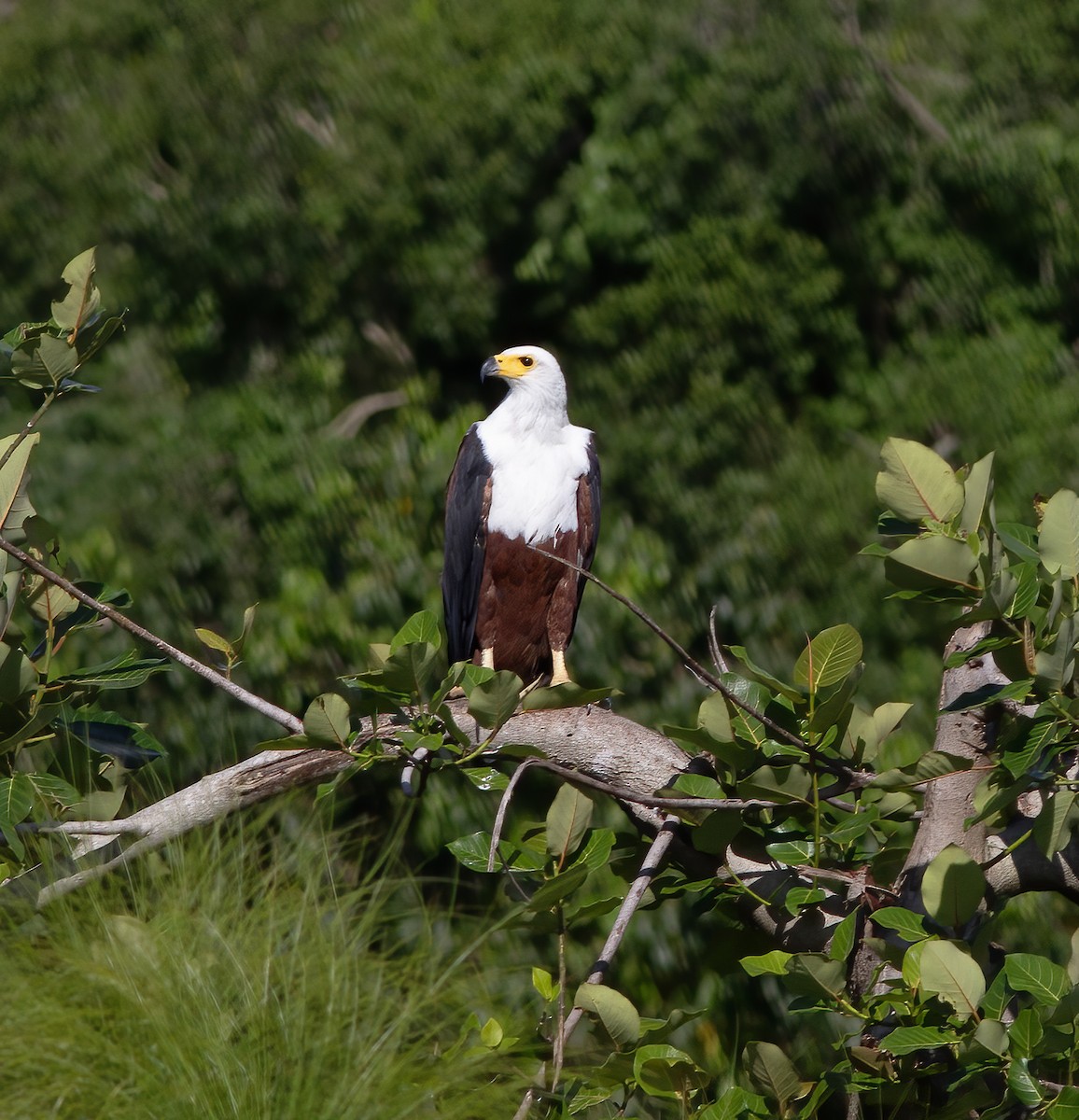 Schreiseeadler - ML616593262