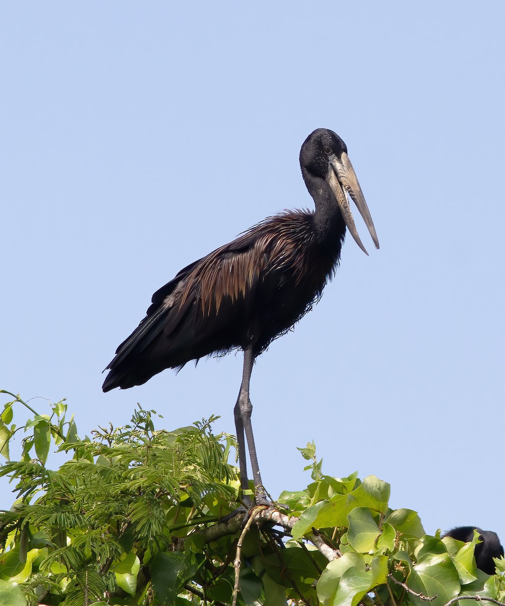 African Openbill - ML616593281