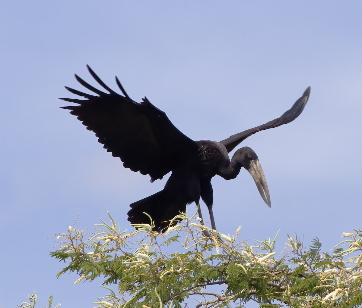 African Openbill - ML616593282