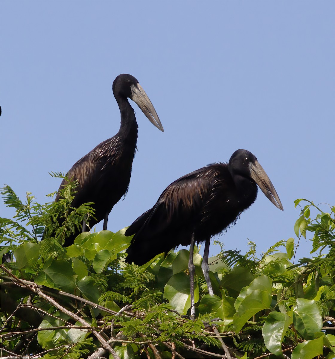 African Openbill - ML616593284