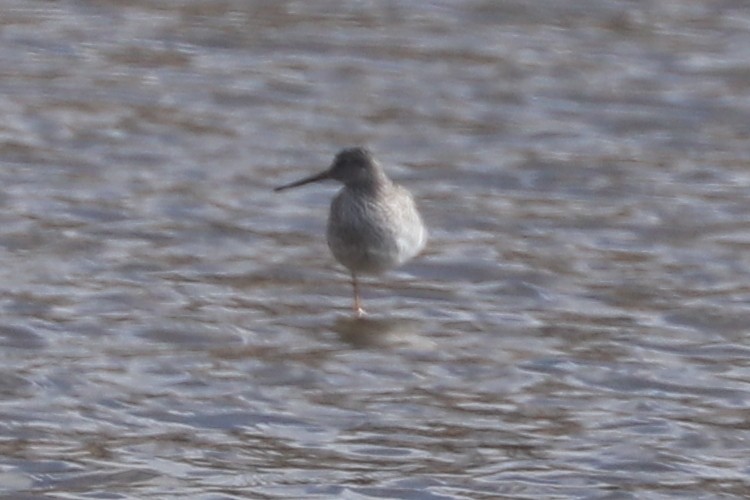 Greater Yellowlegs - ML616593290