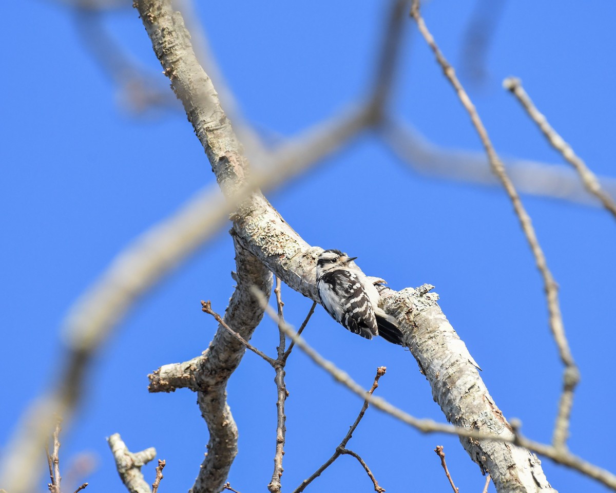 Downy Woodpecker - ML616593368