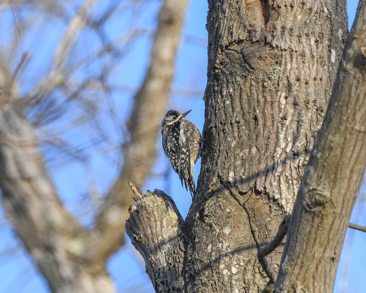 Yellow-bellied Sapsucker - ML616593369