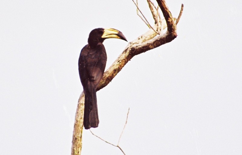 West African Pied Hornbill - ML616593371