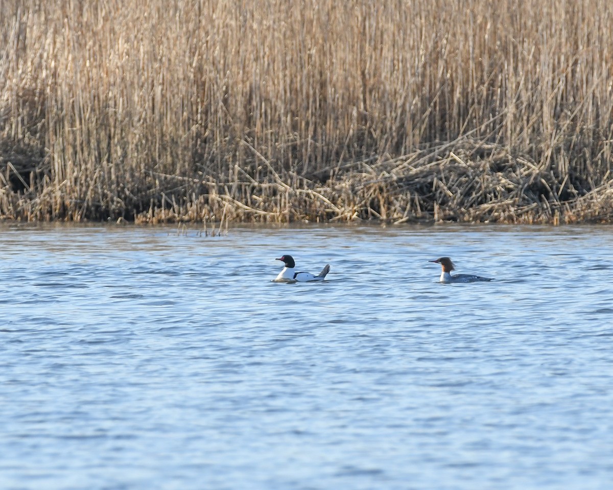 Common Merganser - ML616593373