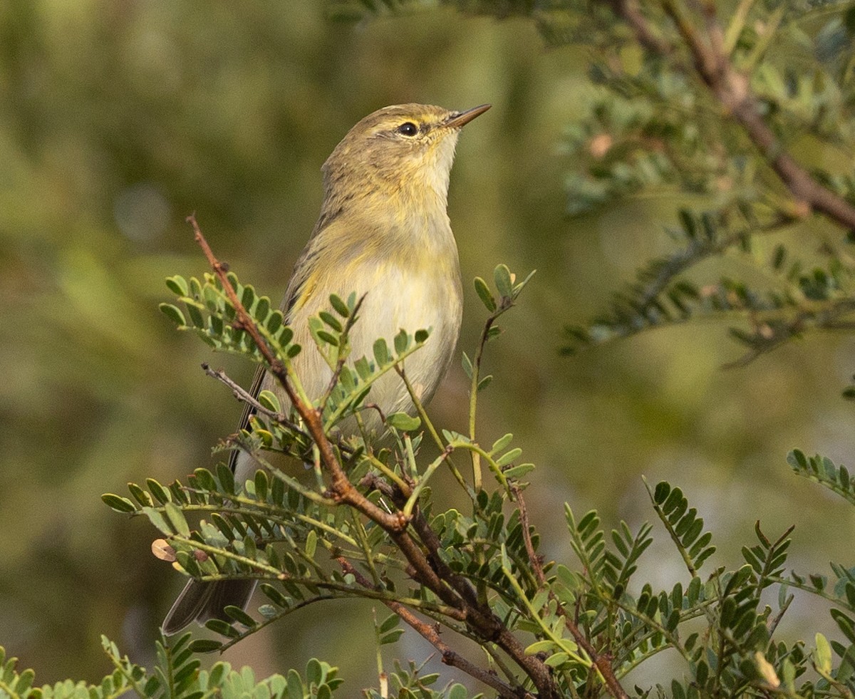 Willow Warbler - ML616593377