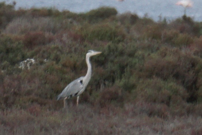 Gray Heron - ML616593403