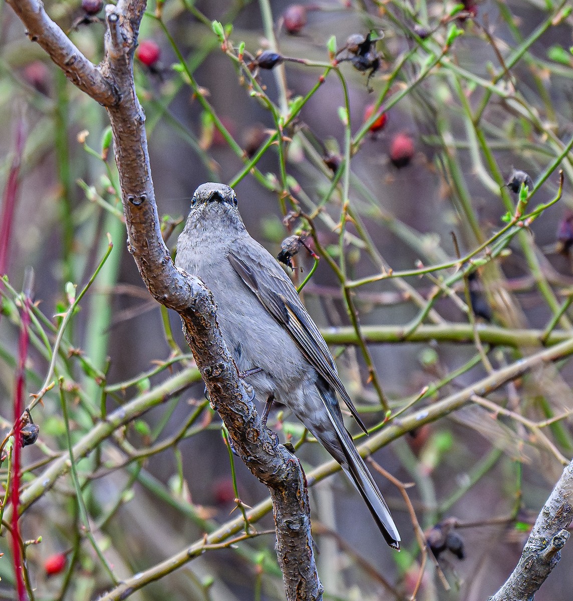 Townsend's Solitaire - ML616593410