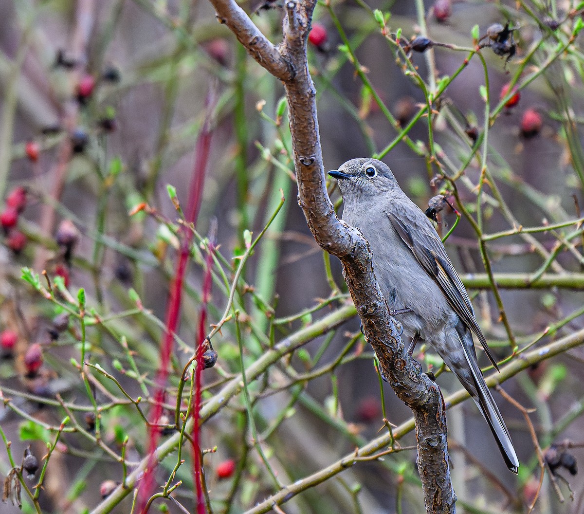 Townsend's Solitaire - ML616593411
