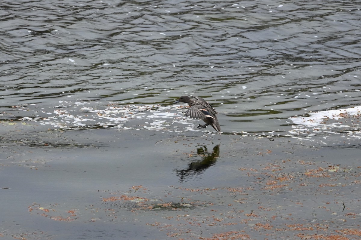 Andean Teal (Andean) - ML616593414