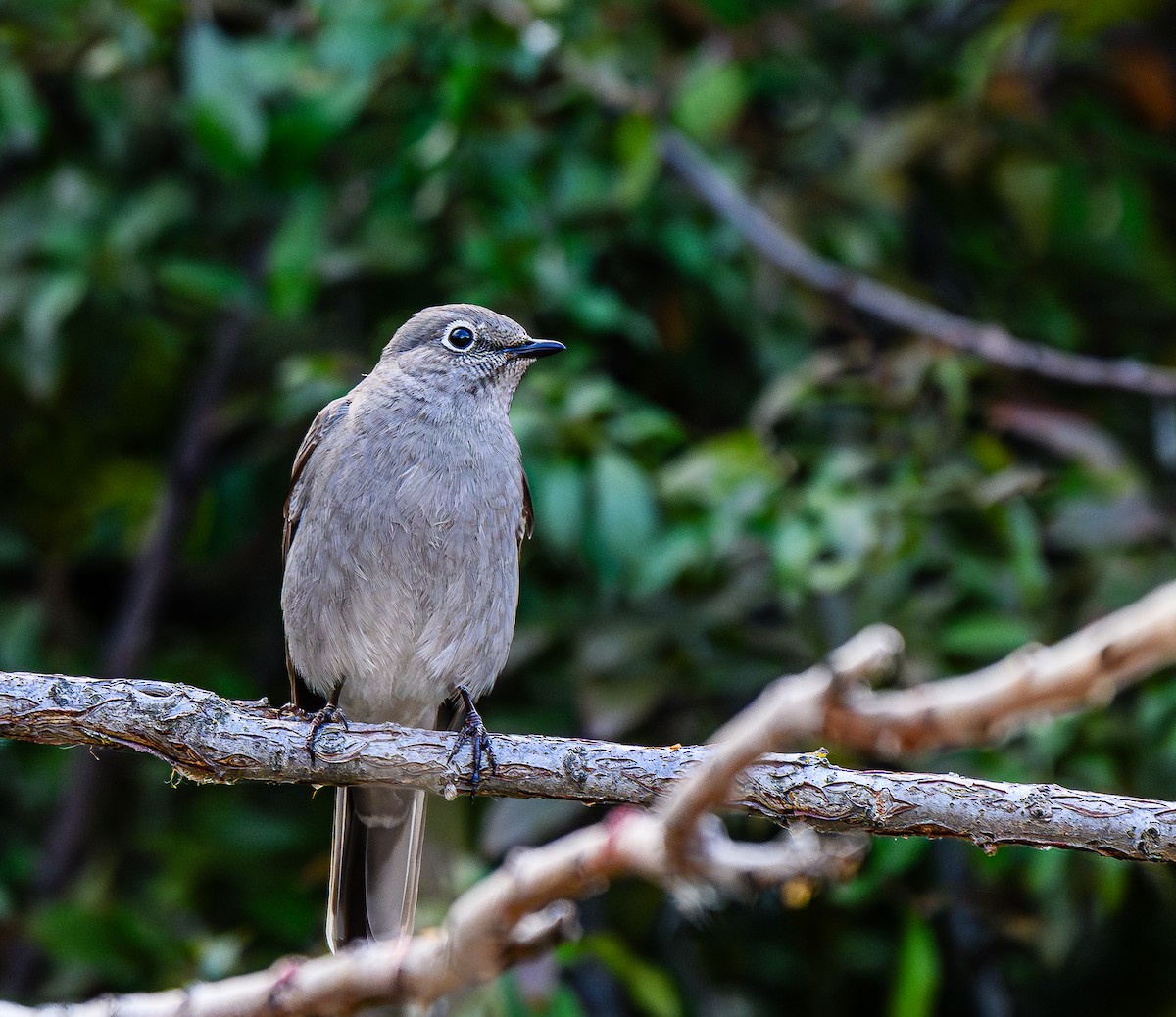 Townsend's Solitaire - ML616593441