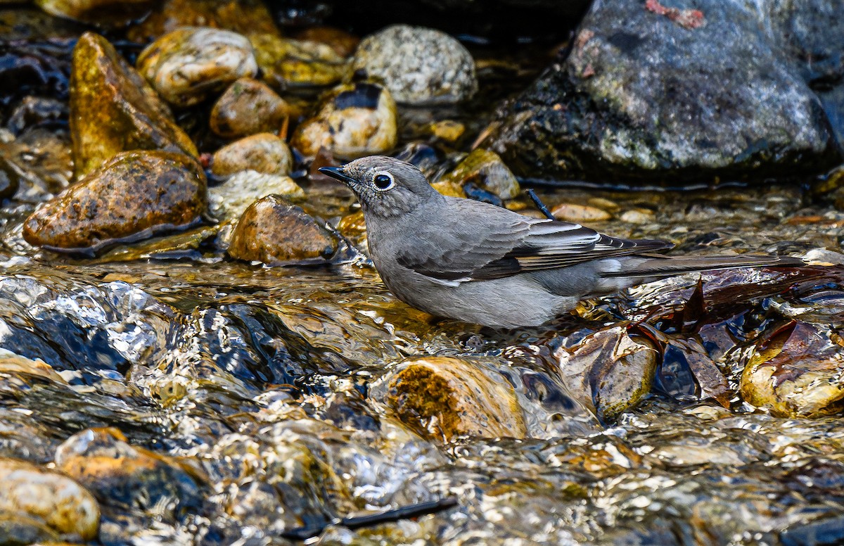 Townsend's Solitaire - ML616593443