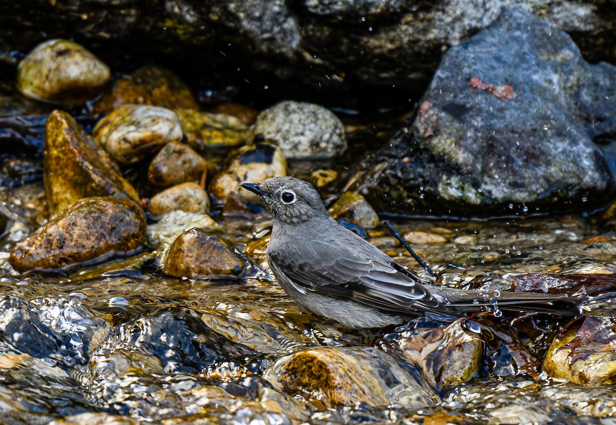 Townsend's Solitaire - ML616593444