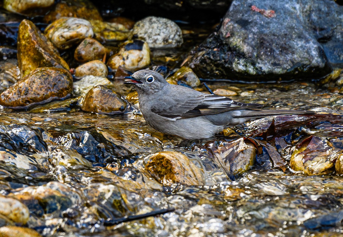 Townsend's Solitaire - ML616593445