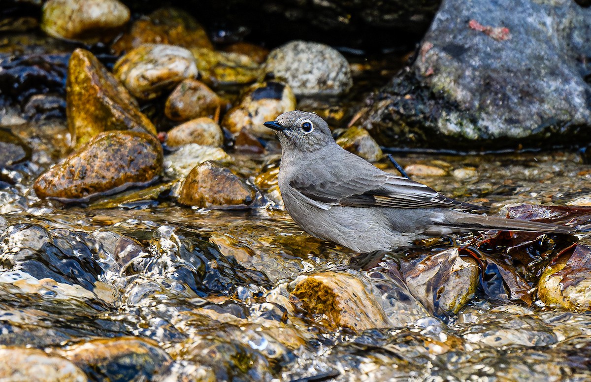 Townsend's Solitaire - ML616593446