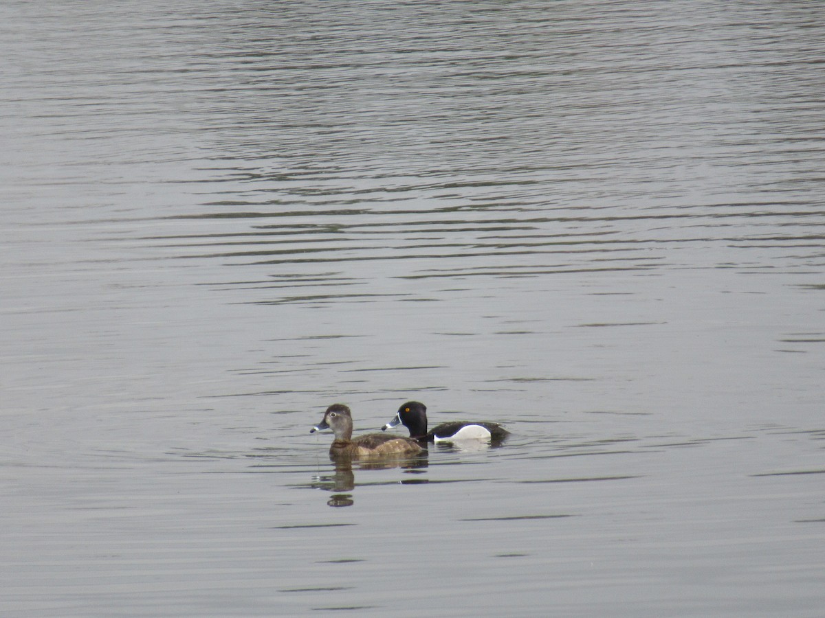 Ring-necked Duck - ML616593476