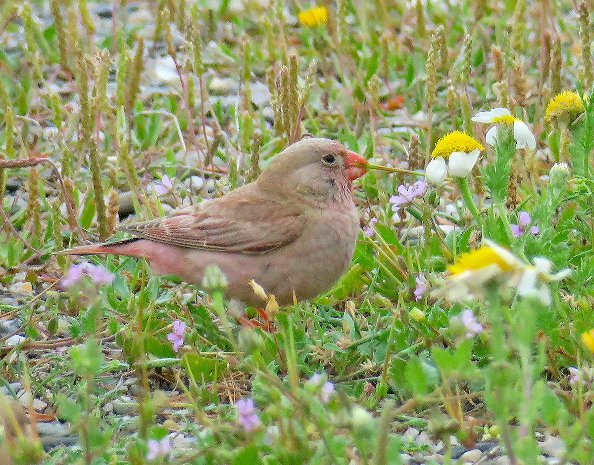 Trumpeter Finch - Juan Pérez