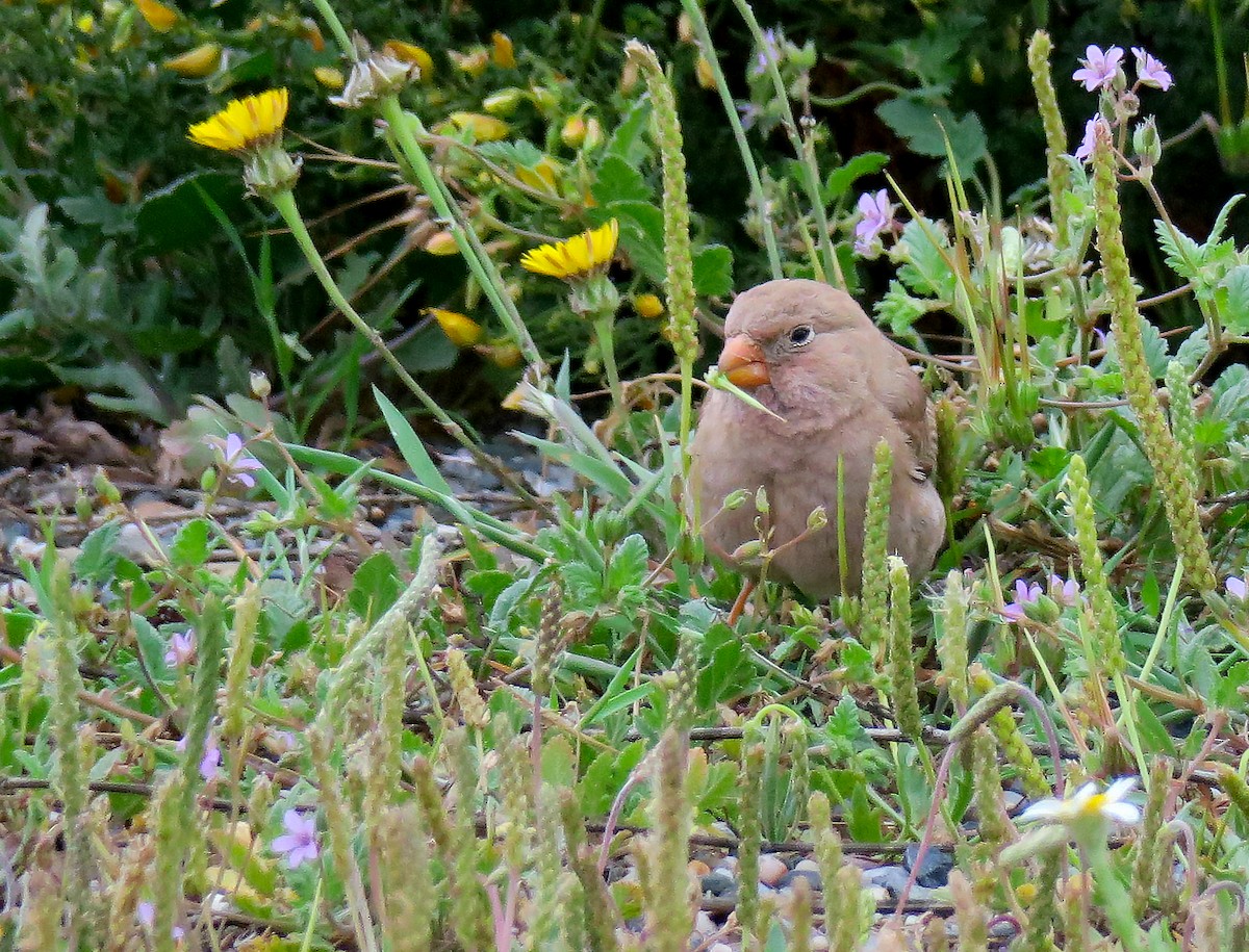 Trumpeter Finch - Juan Pérez