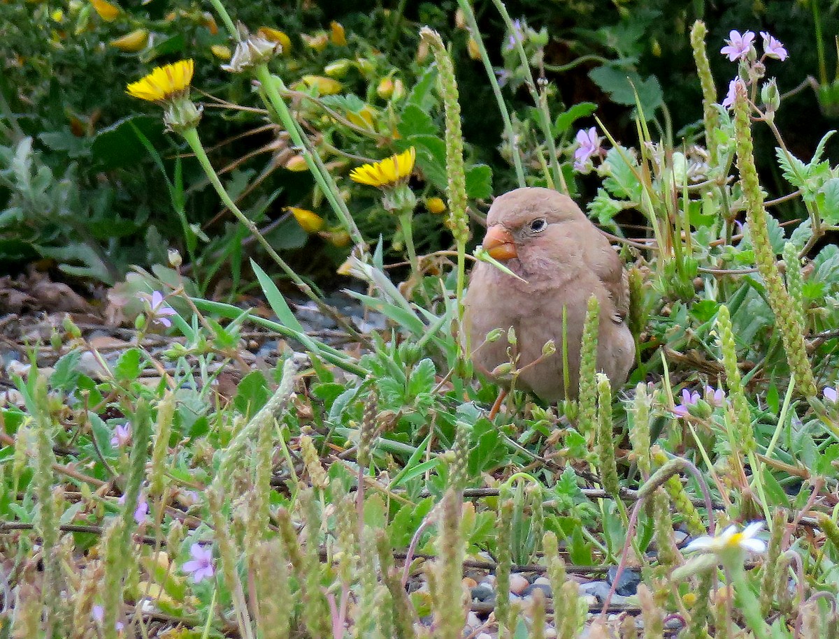 Trumpeter Finch - ML616593523